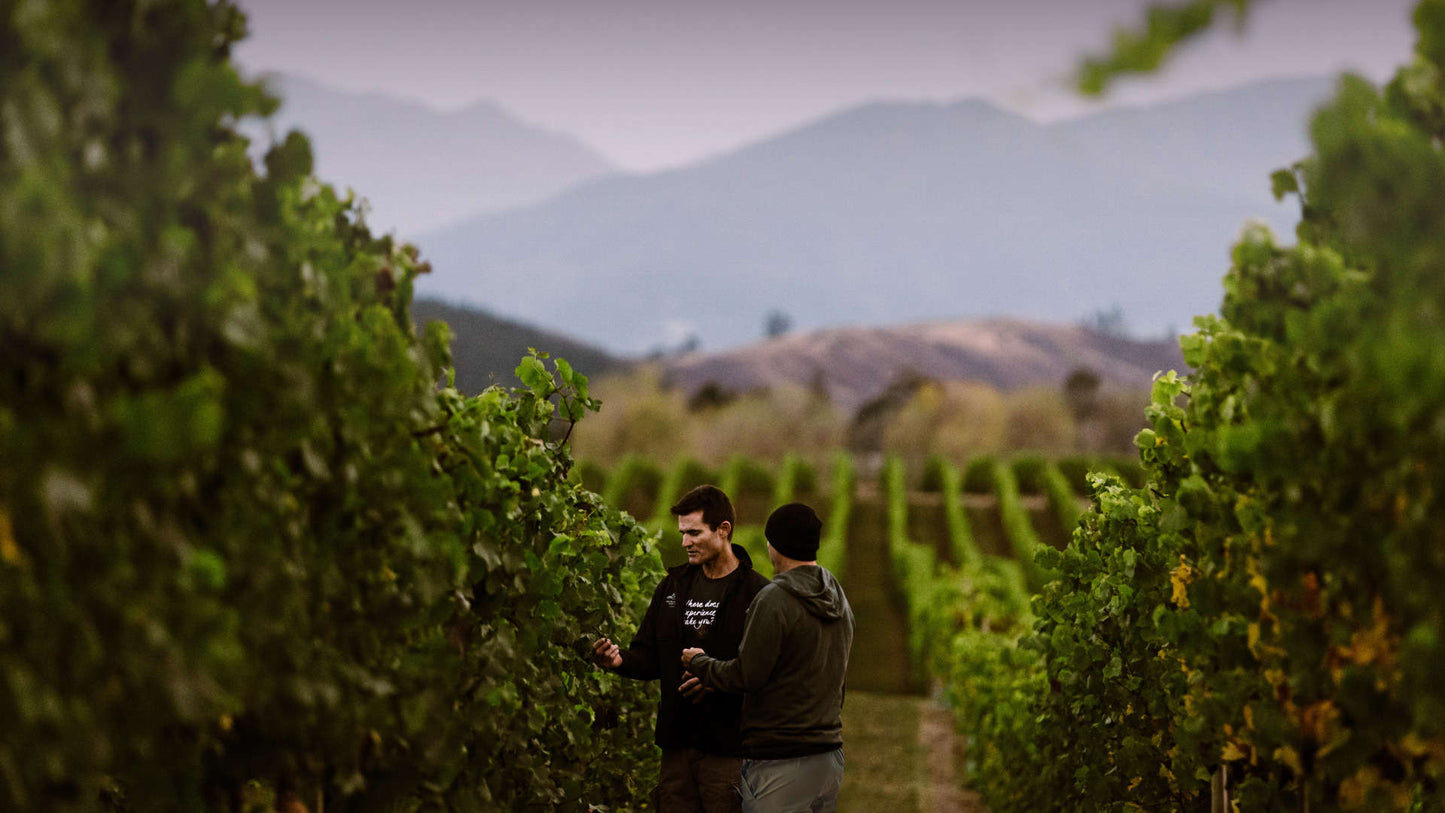 Sauvignon Blanc, BABICH, Marlborough, New Zealand