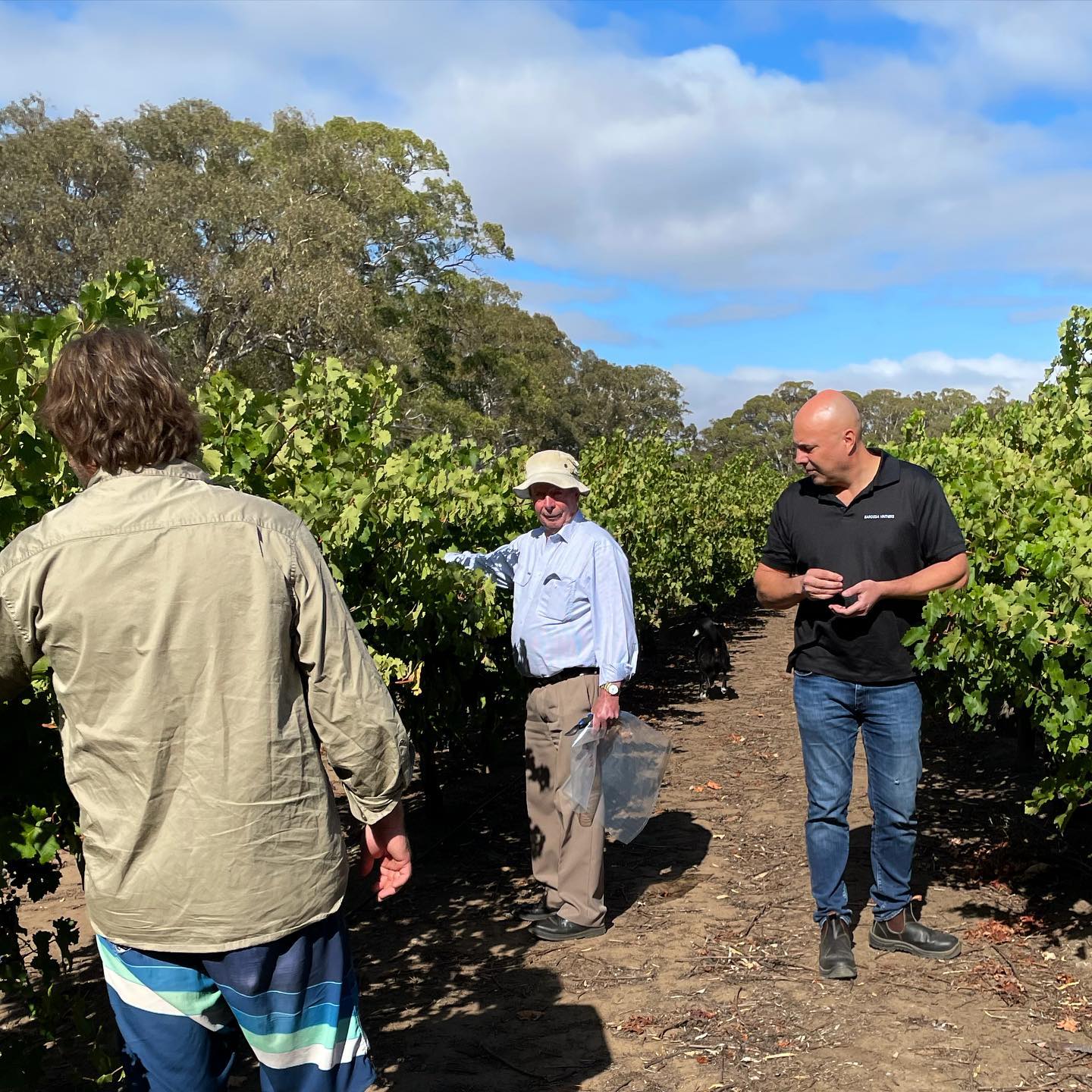 Shiraz, HEARTLAND, Director's Cut, Australia