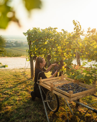 Amarone della Valpolicella, BERTANI, Italy