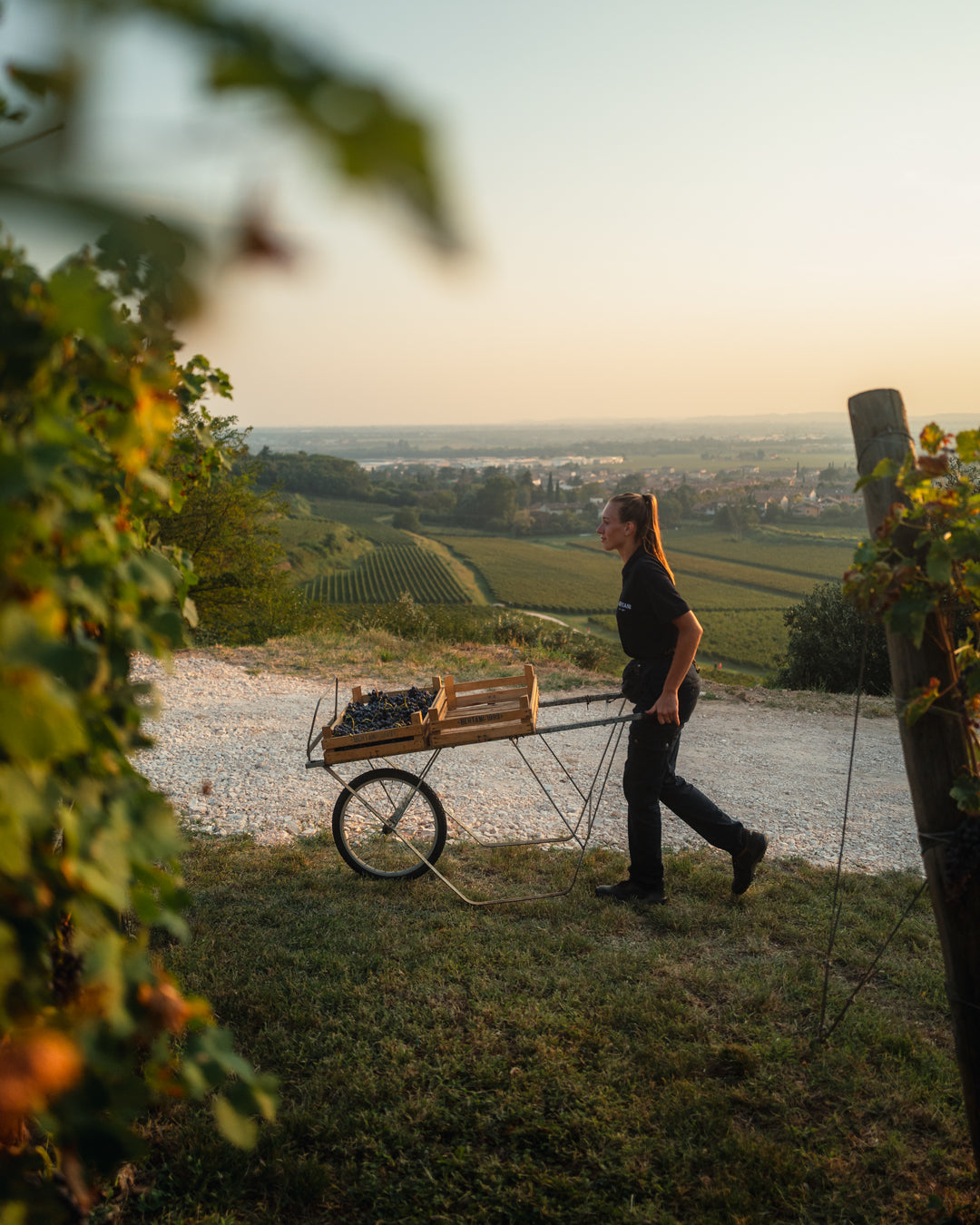 Amarone della Valpolicella, BERTANI, Italy