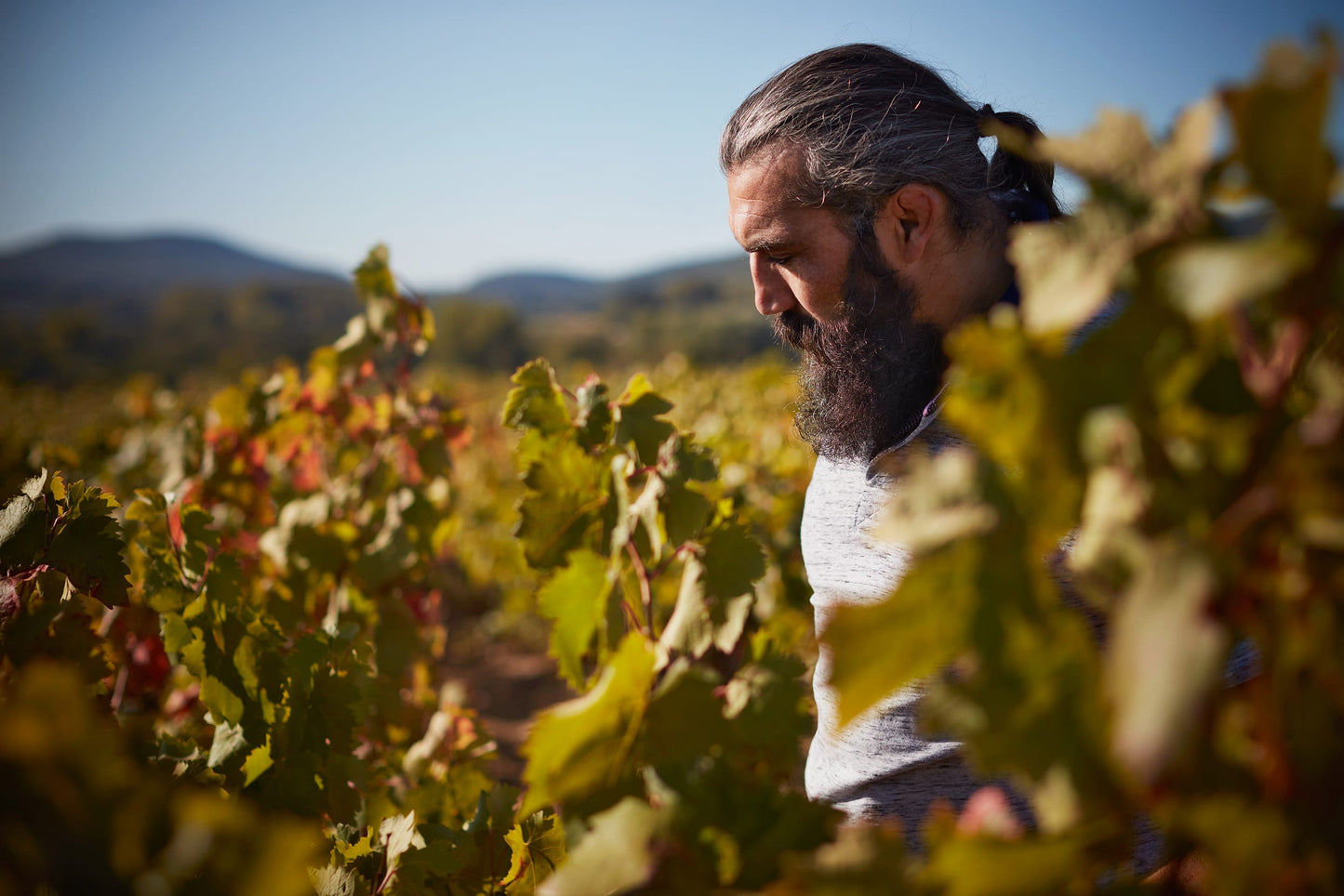 Cotes du Rhone Blanc, CHEVALIER ANTHELME, France