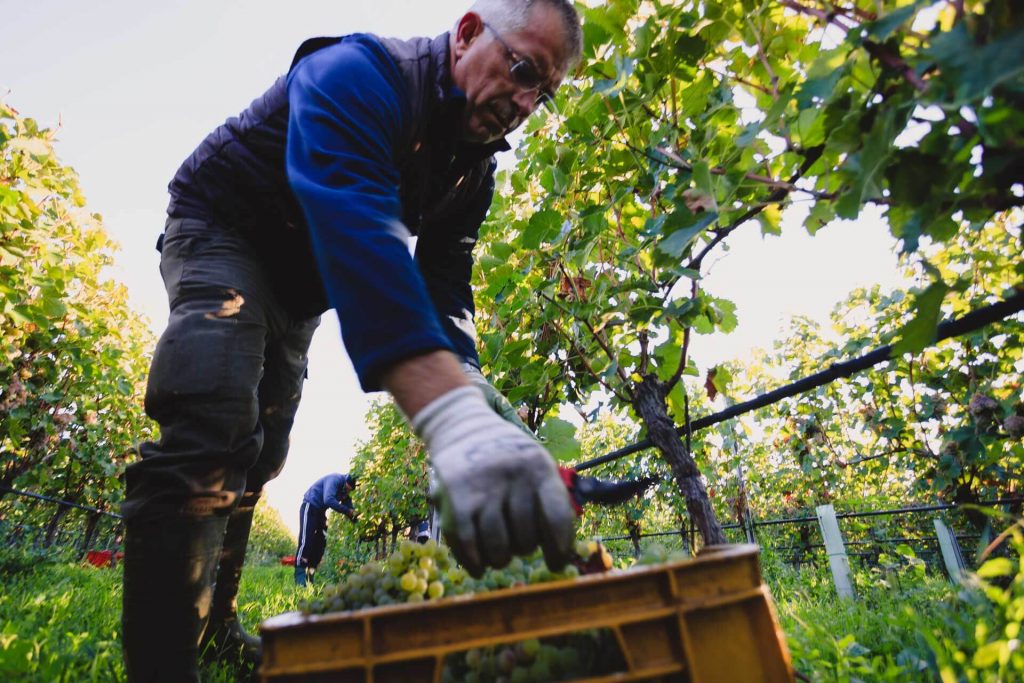 Metodo Classico, CA DEI FRATI, 'Cuvee dei Frati' Brut, Lombardy, Italy