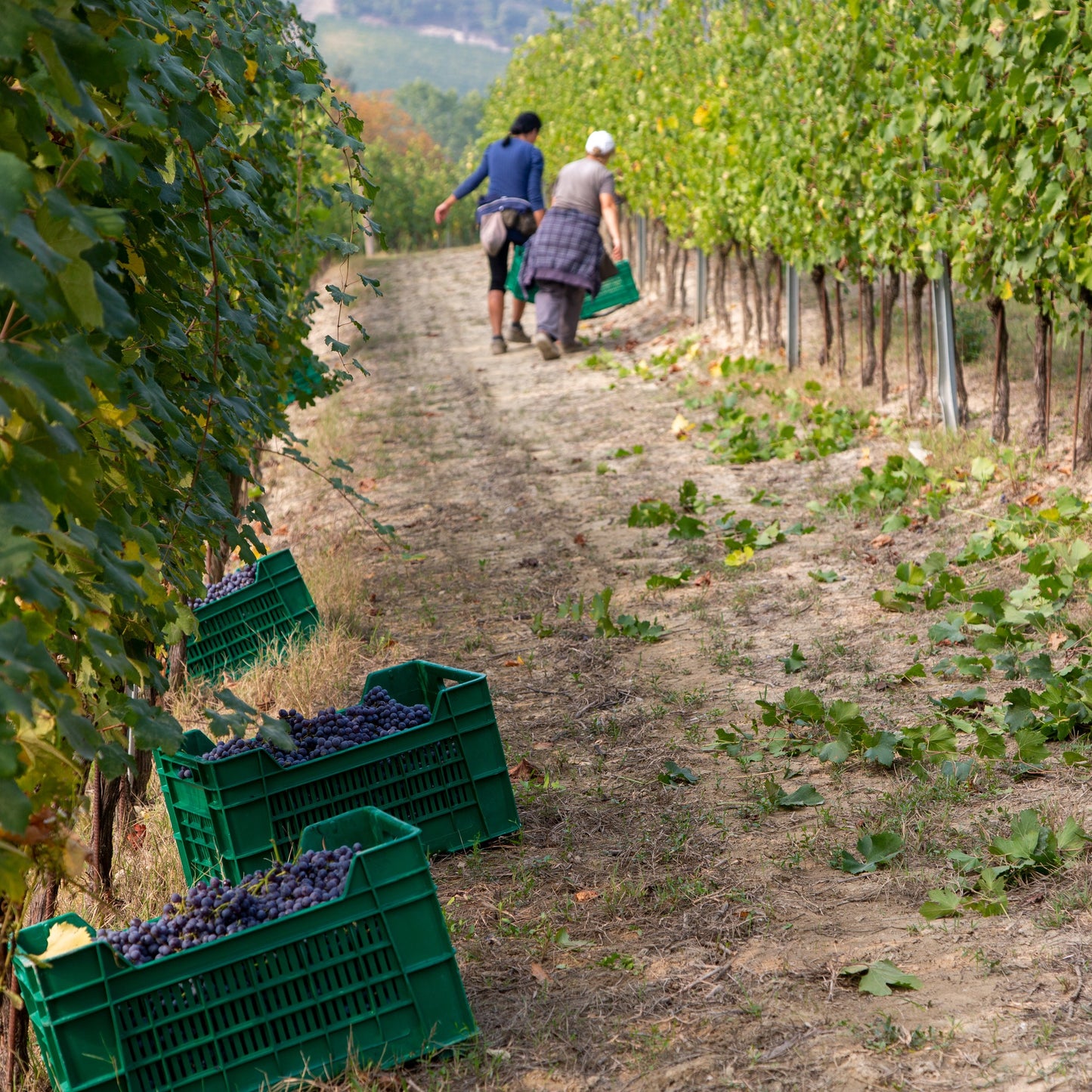 Barolo, CASA DI MIRAFIORE, Piedmont, Italy