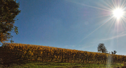 Barbera d'Alba, CASA DI MIRAFIORE, Piedmont, Italy