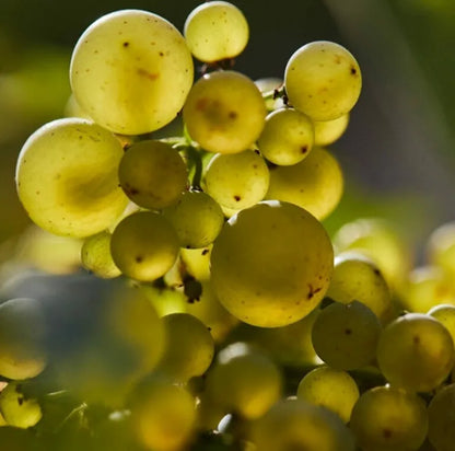 OLIVIER LEFLAIVE, Puligny-Montrachet "Enseigneres", 2021