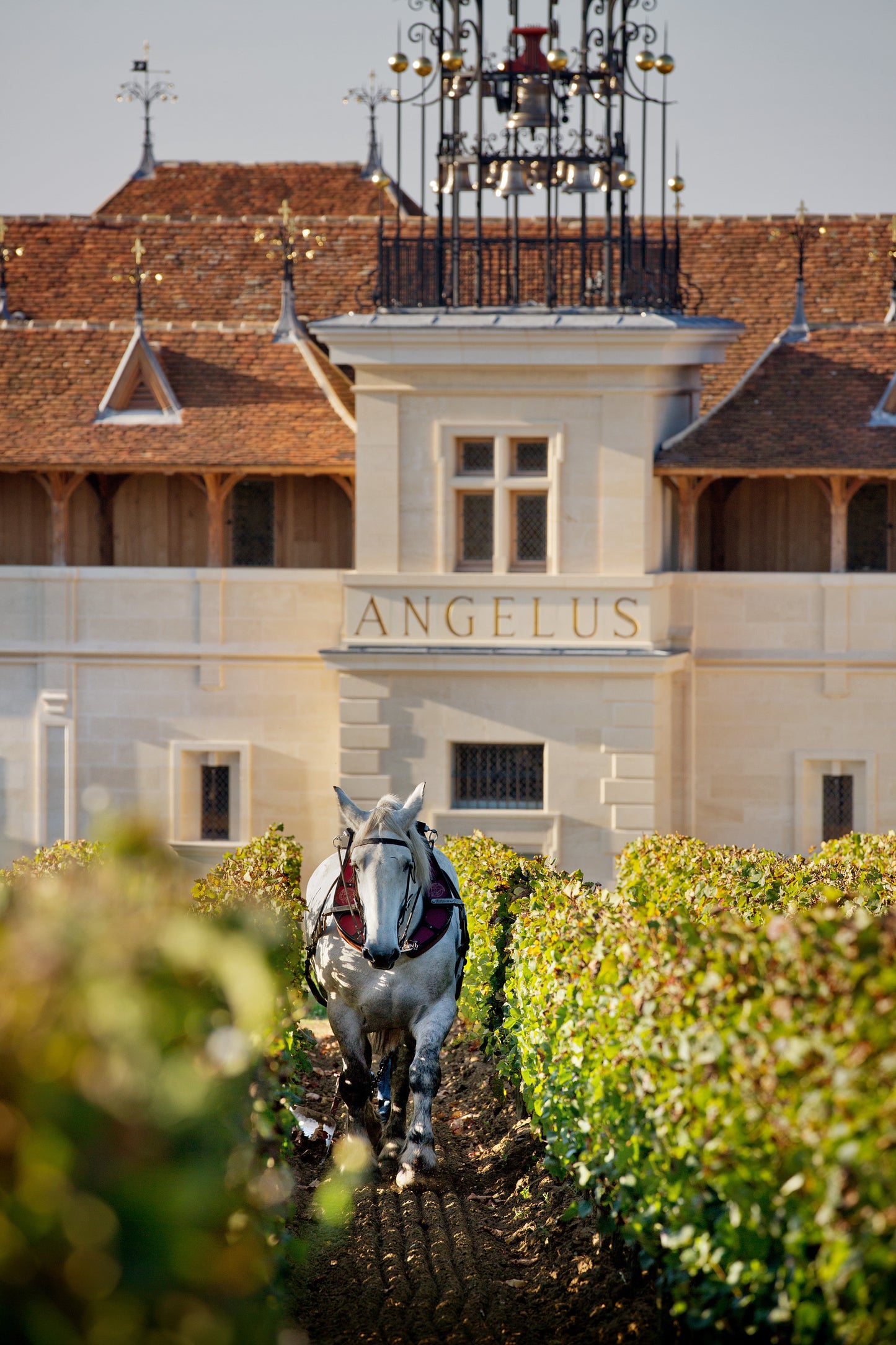 CHATEAU ANGELUS, Saint-Emilion Premier Grand Cru Classe A, 2019