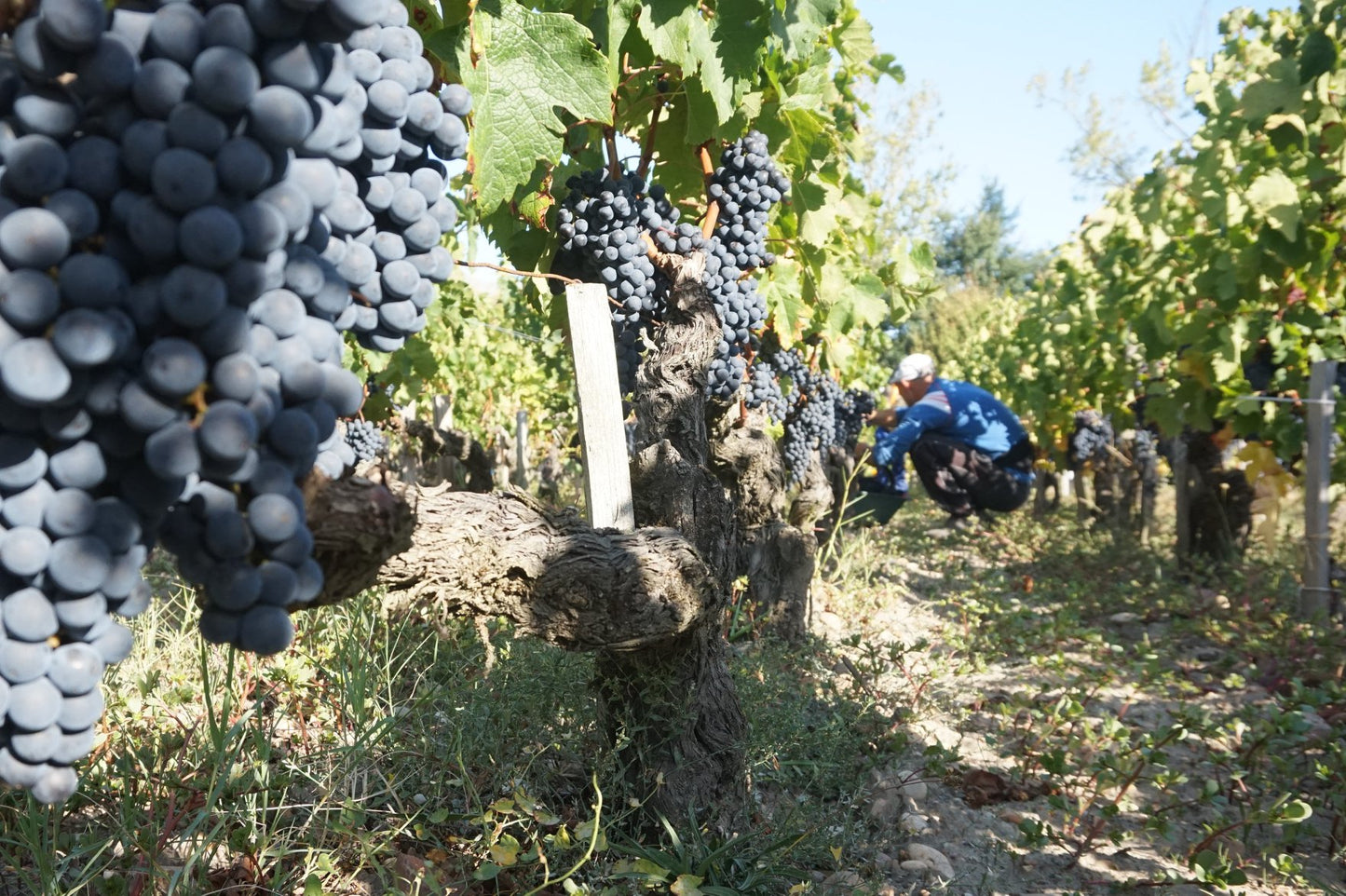 Haut-Medoc, LES BRULIERES DE BEYCHEVELLE, Bordeaux, France