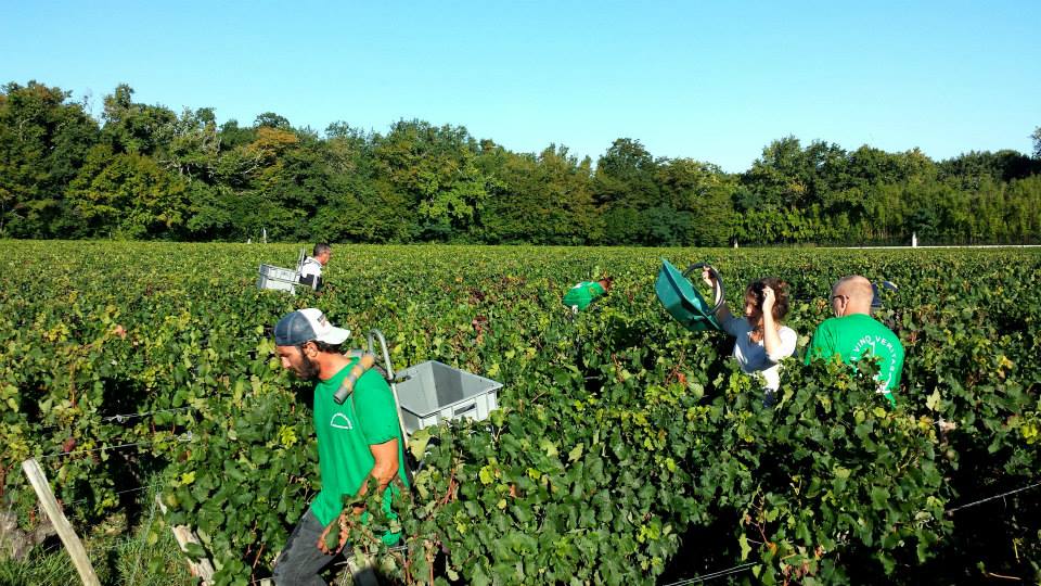 Haut-Medoc, LES BRULIERES DE BEYCHEVELLE, Bordeaux, France