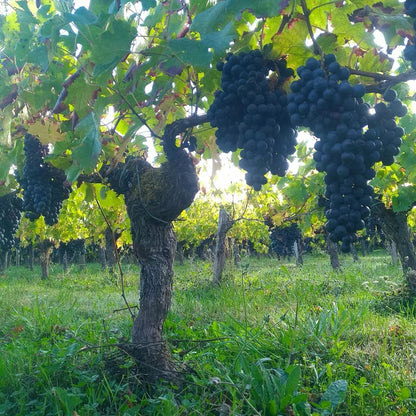 Montagne Saint-Emilion, CHATEAU CORBIN, Bordeaux, France