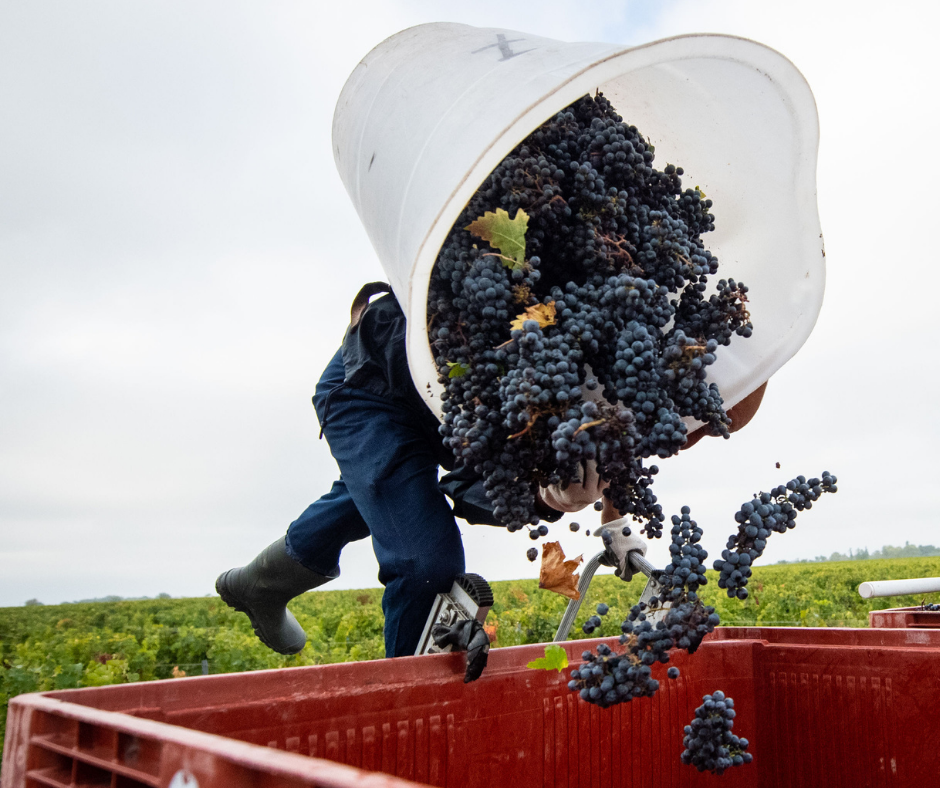 Pauillac, HAUT-BATAILLEY VERSO, Bordeaux, France