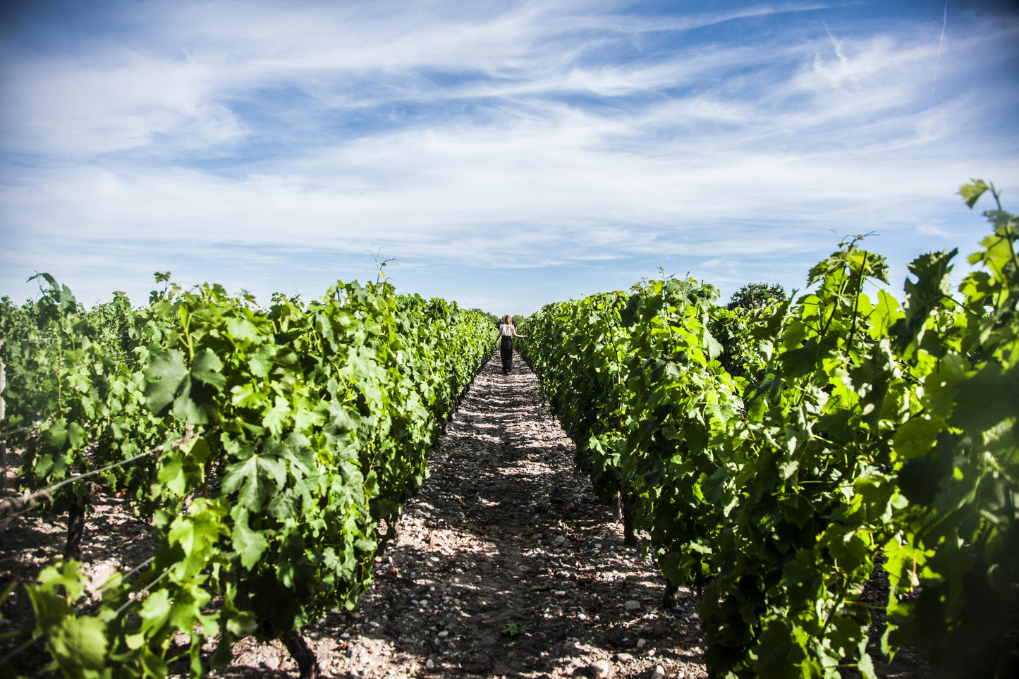 Bordeaux Haut Medoc, Chateau Lamothe-Bergeron, Cru Bourgeois Superieur