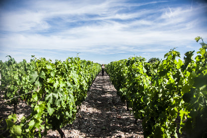 Bordeaux Haut Medoc, Chateau Lamothe-Bergeron, Cru Bourgeois Superieur