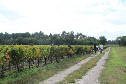 Haut-Medoc, CHATEAU PEYRABON, Cru Bourgeois Superieurs, Bordeaux, France