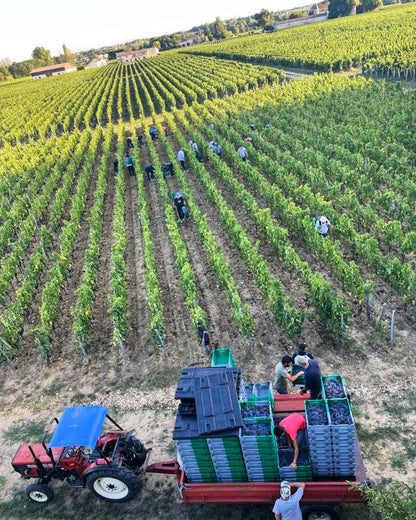 Saint-Emilion Grand Cru Classe, CHATEAU RIPEAU, Bordeaux