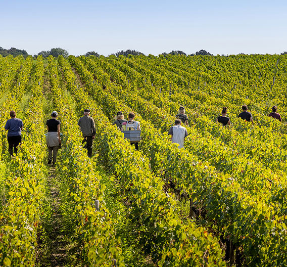 LES HAUTS DU TERTRE, Margaux, 2019