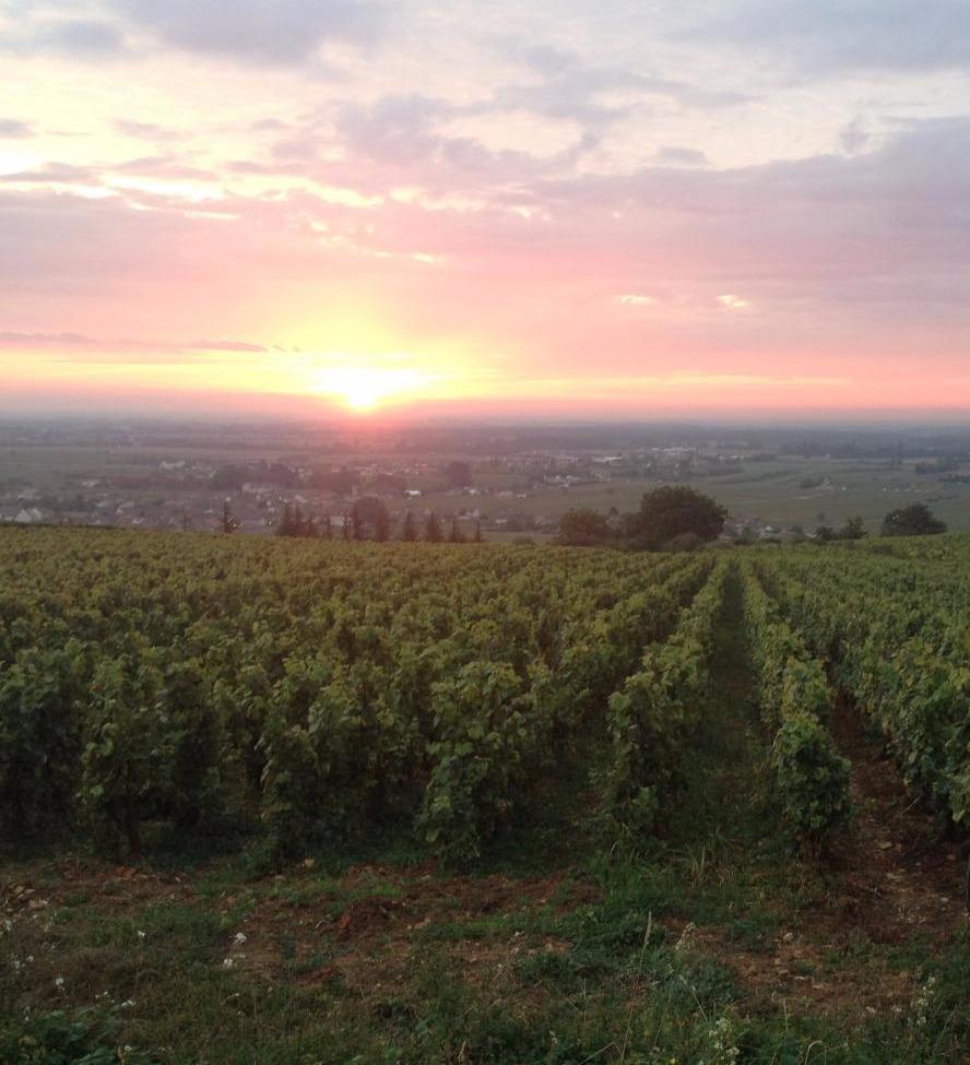 DOMAINE JOBARD-MOREY, Meursault, 2021