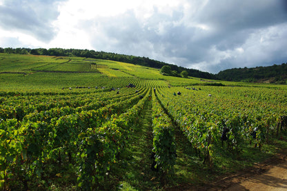 Vosne-Romanee, DOMAINE MICHEL NOELLAT, Burgundy, France