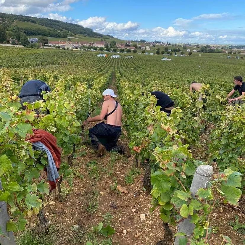 Vosne-Romanee, DOMAINE MICHEL NOELLAT, Burgundy, France