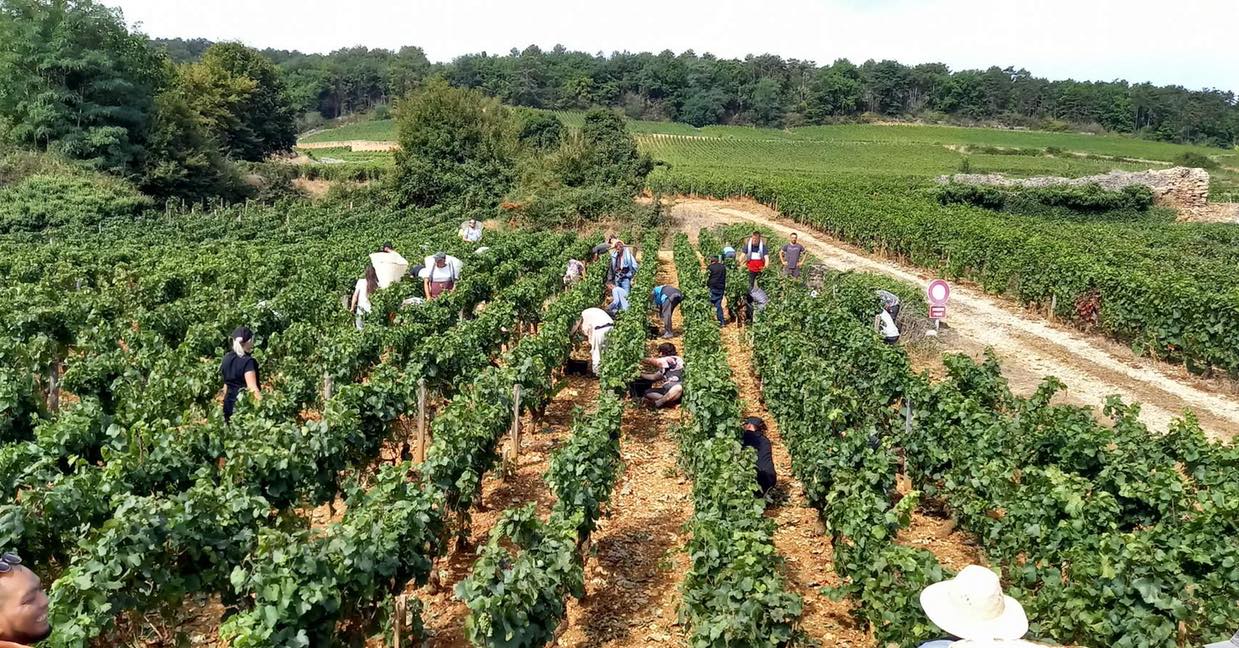 Morey-Saint-Denis Premier Cru Les Sorbets, DOMAINE OLIVIER GUYOT, Burgundy, France