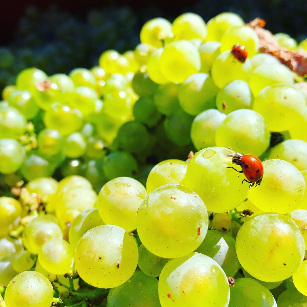 DOMAINE DUREUIL-JANTHIAL, Rully "Chene" Blanc, 2022