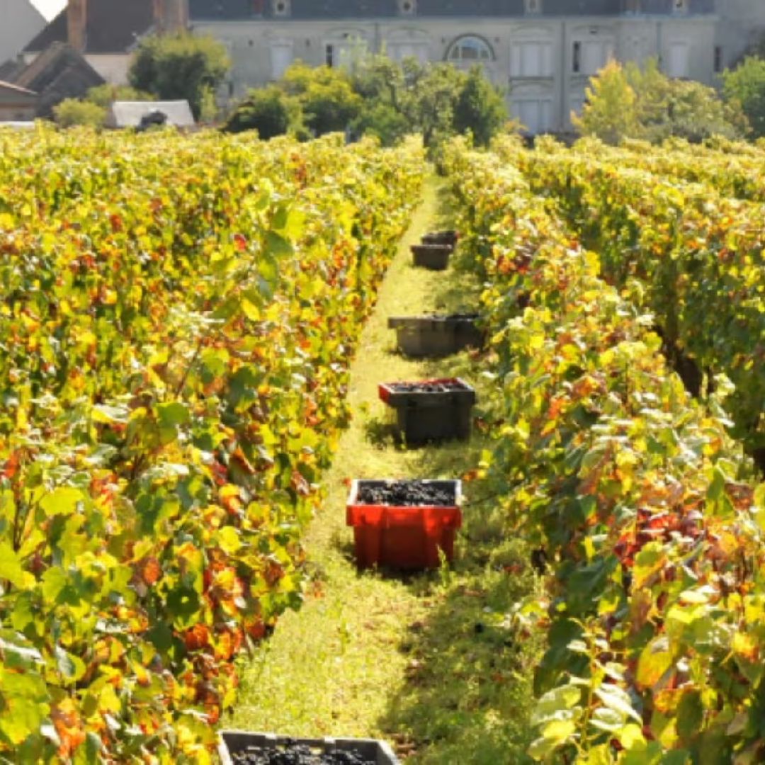 DOMAINE POISOT, Romanee-Saint-Vivant Grand Cru, 2022