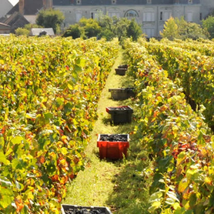 DOMAINE POISOT, Romanee-Saint-Vivant Grand Cru, 2022