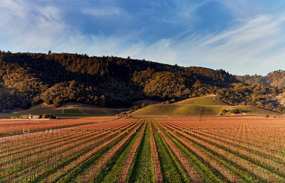 DOMINUS ESTATE, Napa Valley, 2016