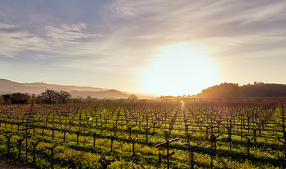 Cabernet Sauvignon Blend, DOMINUS ESTATE NAPANOOK, Napa Valley, USA