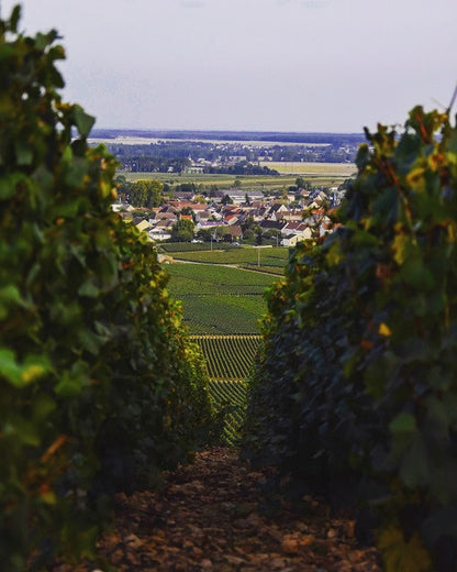 DOMAINE FRANCOIS CARILLON, Chassagne-Montrachet, 2020