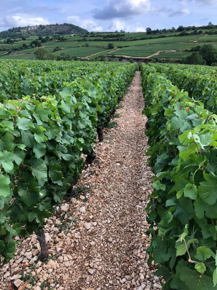 DOMAINE FRANCOIS CARILLON, Puligny-Montrachet, 2021