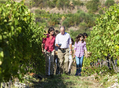 ANTINORI GUADO AL TASSO, Cont-Ugo, Bolgheri, Super Tuscan, 2021