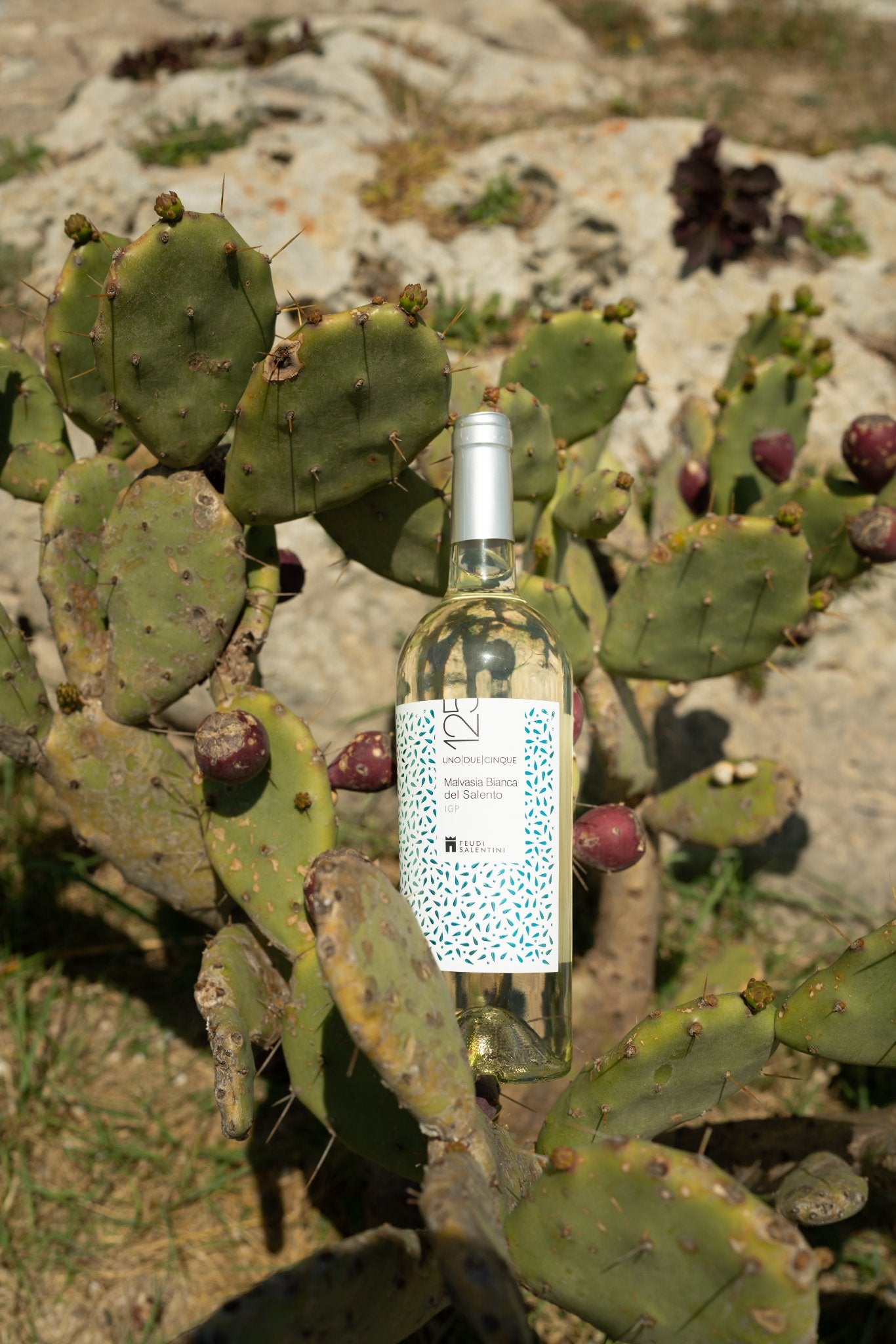 Malvasia Bianca del Salento, FEUDI SALENTINI, Italy – WINE SCOUT pte. ltd.