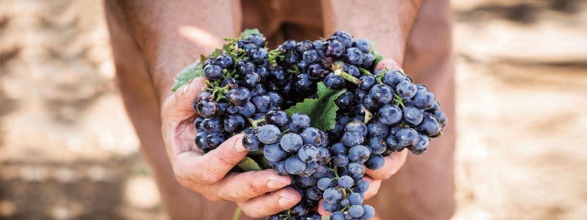 Primitivo di Manduria, FEUDI SALENTINI, GOCCE, Italy