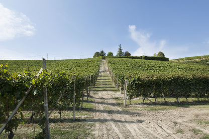 Arneis, FONTANABIANCA, Piedmont, Italy