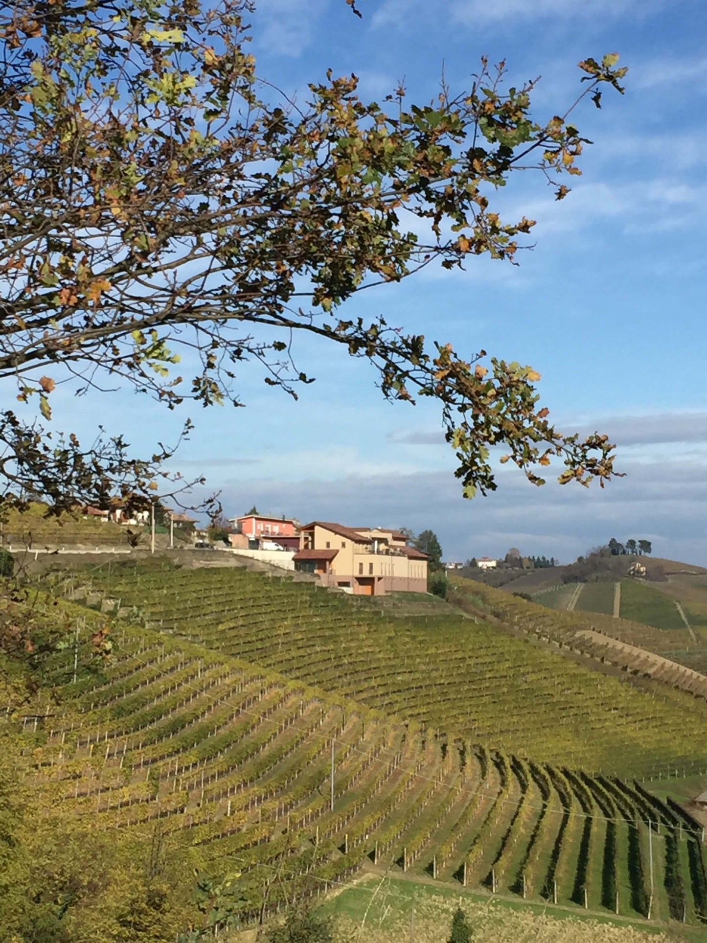 Arneis, FONTANABIANCA, Piedmont, Italy