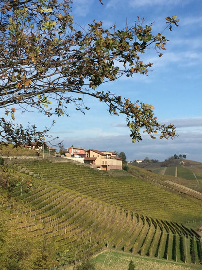 Arneis, FONTANABIANCA, Piedmont, Italy