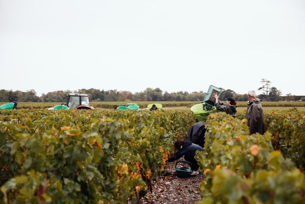 Margaux, BARON DE BRANE, Bordeaux, France