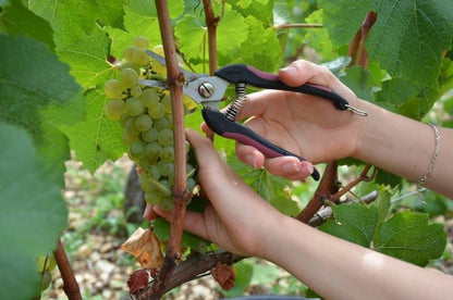 Chablis Fourchaume Premier Cru, DOMAINE JEAN DAUVISSAT, Burgundy