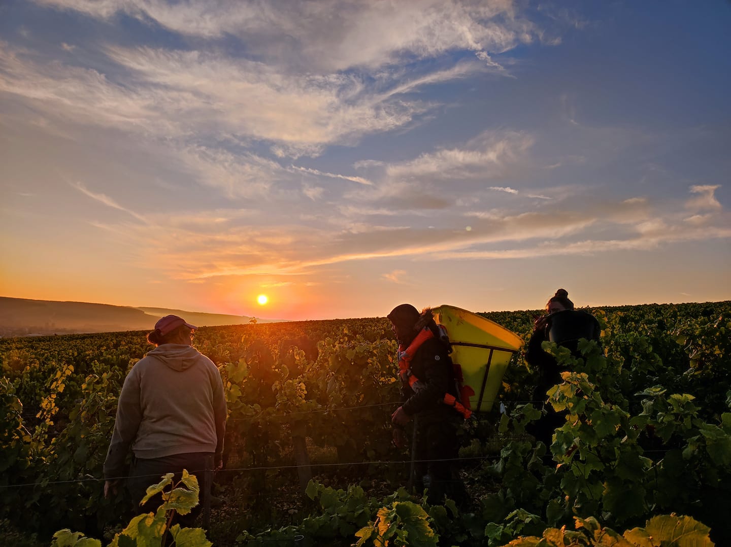 Chablis Fourchaume Premier Cru, DOMAINE JEAN DAUVISSAT, Burgundy