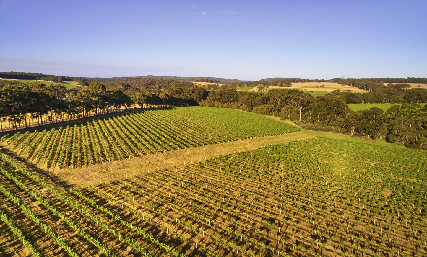 Cabernet Sauvignon, Art Series, LEEUWIN ESTATE, Australia