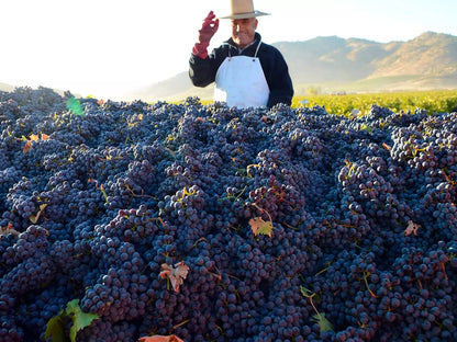 Domaine Baron de Rothschild Lafite, LOS VASCOS LE DIX, Special Release Set