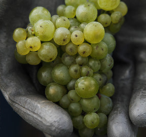 Champagne CRISTAL, LOUIS ROEDERER, 'Presigue Cuvee'