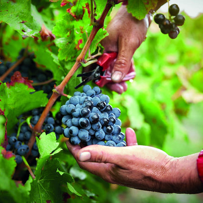 Cotes-Du-Rhone, SAINT-HUGUES, Rhone Valley, France