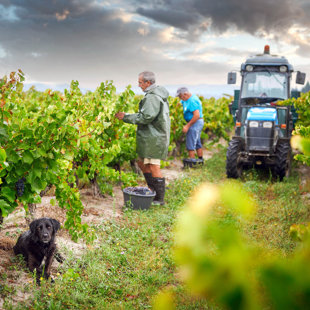 Cotes-Du-Rhone, SAINT-HUGUES, Rhone Valley, France