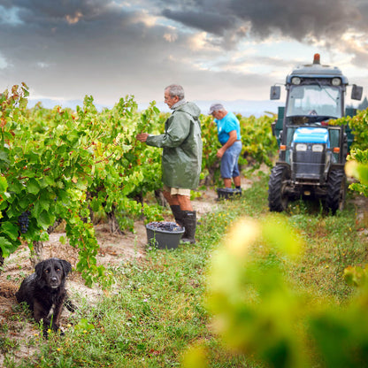 Cotes-Du-Rhone, SAINT-HUGUES, Rhone Valley, France