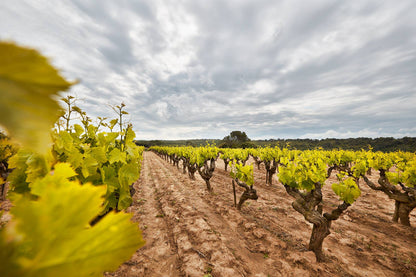 Cotes-Du-Rhone, SAINT-HUGUES, Rhone Valley, France