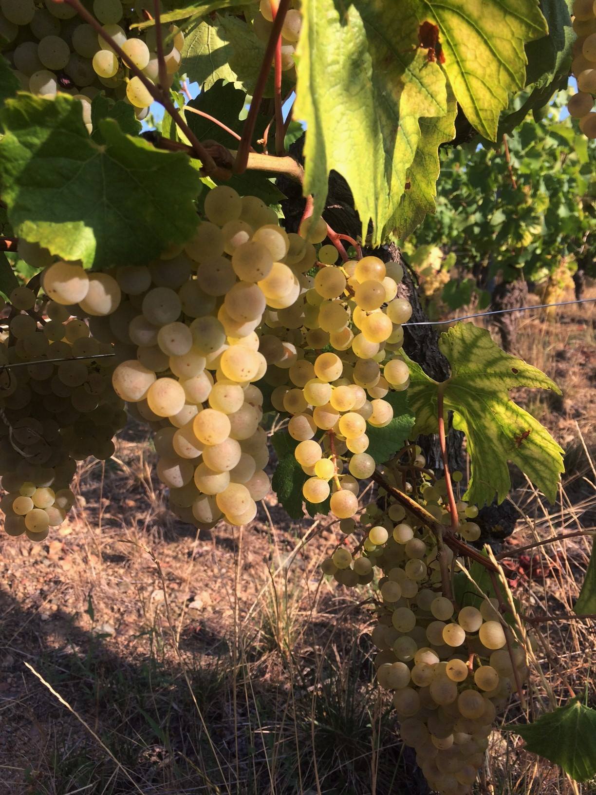 Saint-Veran, Chenes Vineyard, MAISON AUVIGUE, Burgundy