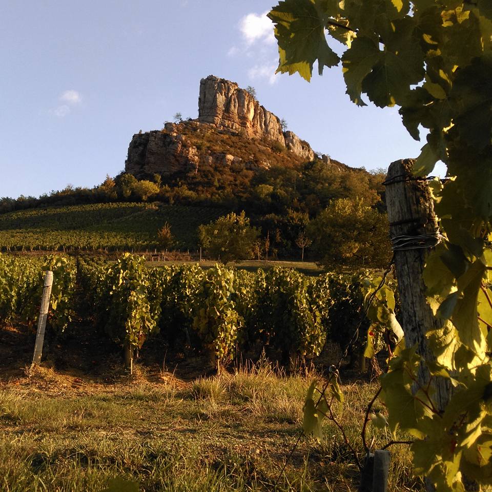 Saint-Veran, Chenes Vineyard, MAISON AUVIGUE, Burgundy