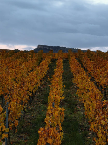 Macon-Village, DOMAINE AUVIGUE, Burgundy, France