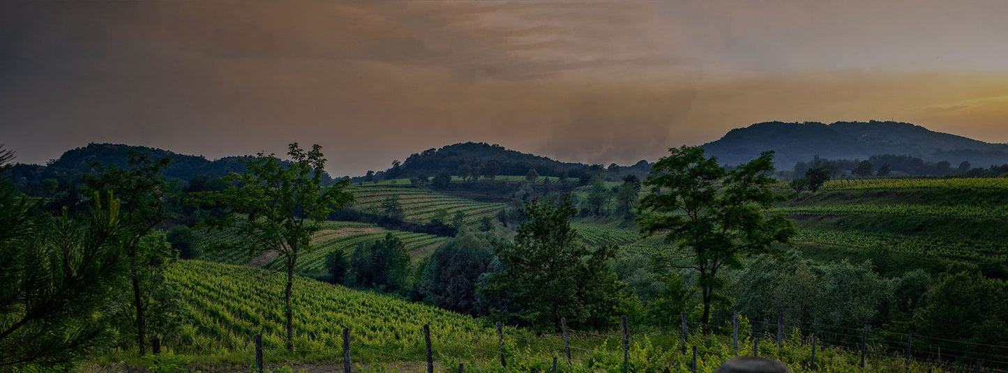 Pinot Grigio, "Mongris" Riserva, MARCO FELLUGA, Collio, Italy